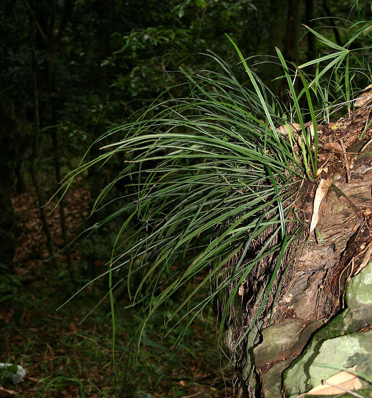 Image of Haplopteris volkensii (Hieron.) E. H. Crane