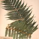 Image of Grassland tree fern