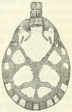 Image de Amblyomma rhinocerotis (de Geer 1778)