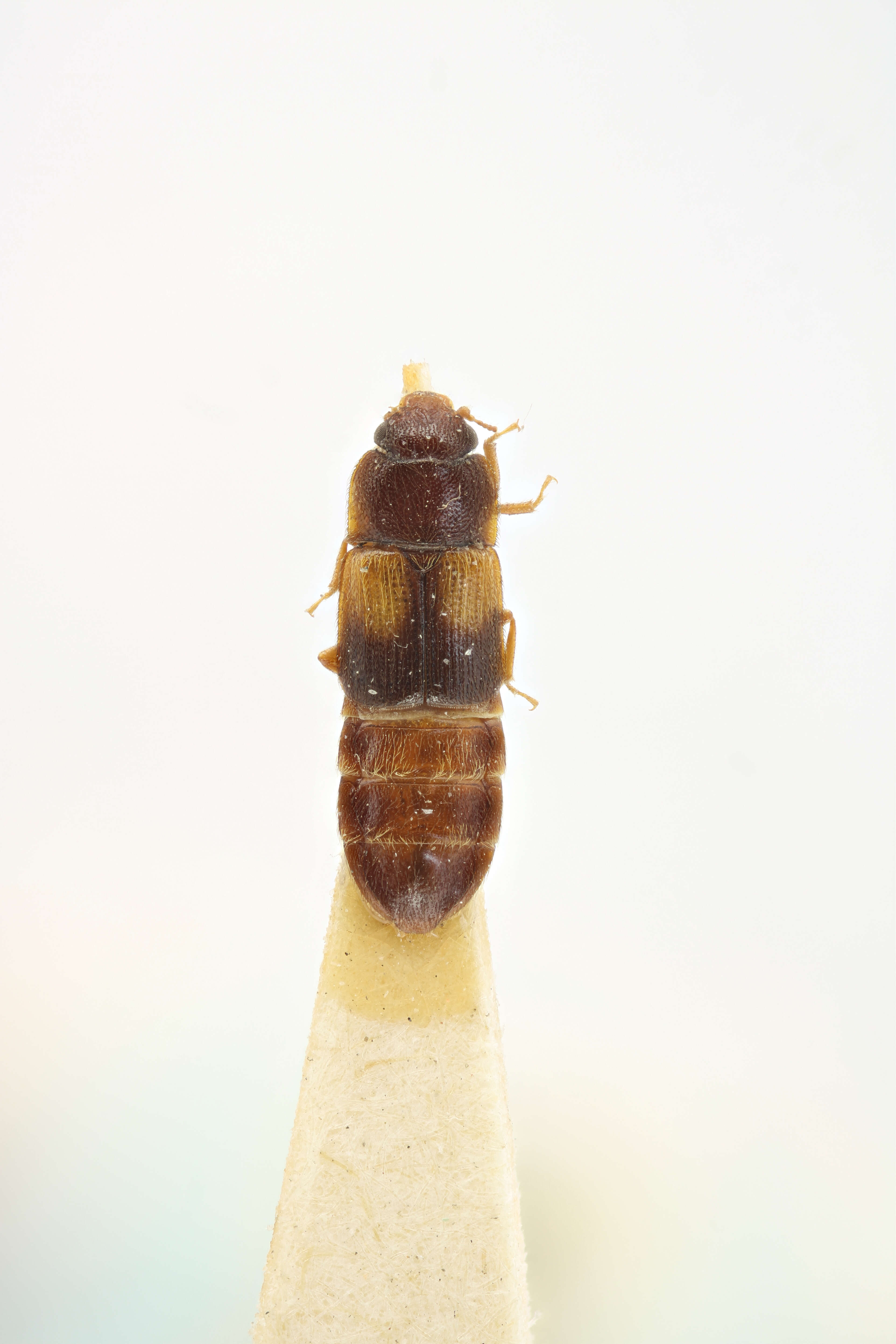 Image of Brachypeplus