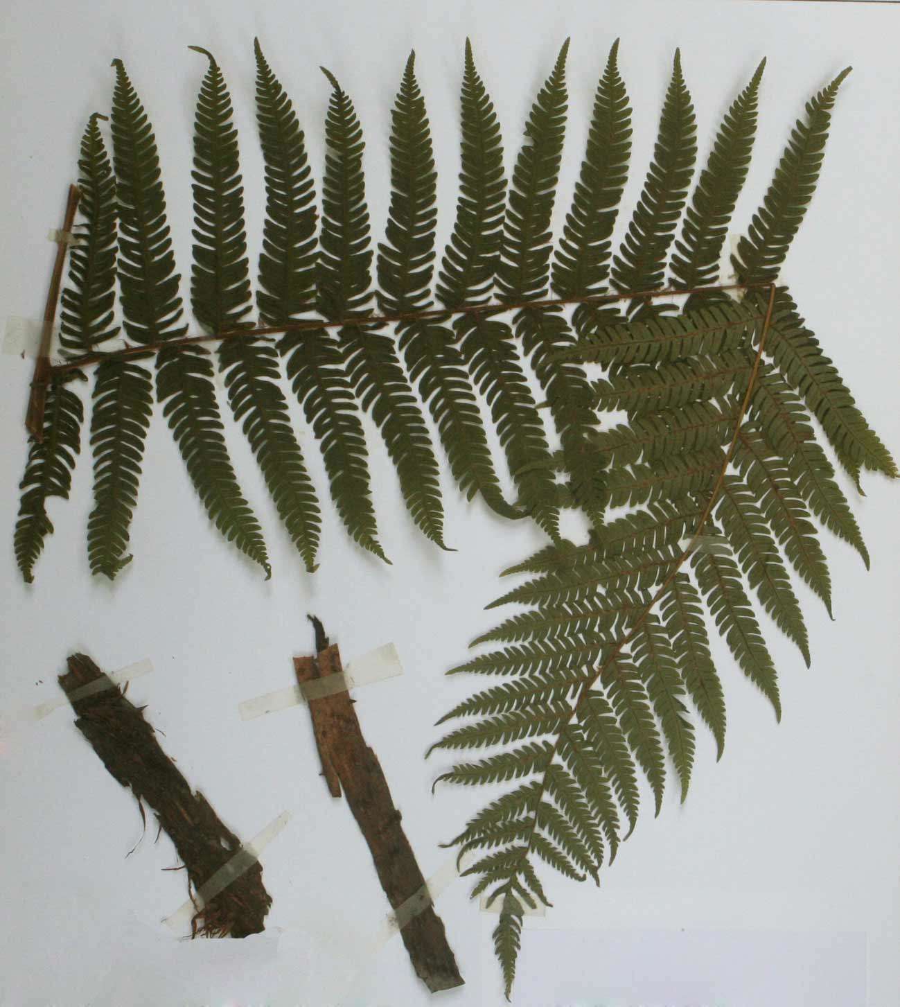 Image of Spiny tree fern