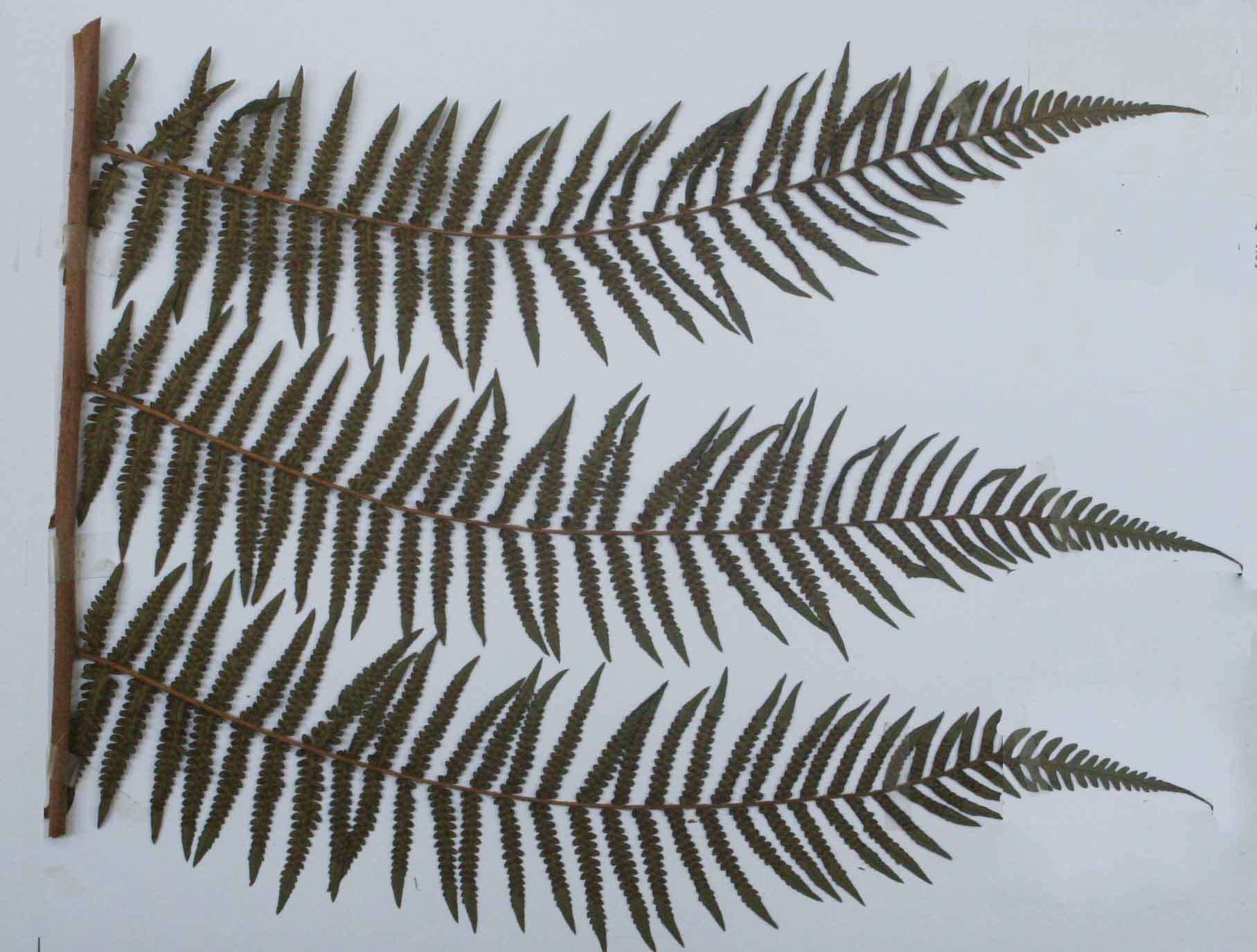 Image of Thomson's tree fern