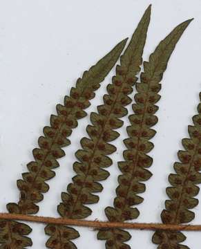 Image of Thomson's tree fern