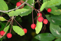 Plancia ëd Ilex mucronata (L.) M. Powell, V. Savolainen & S. Andrews