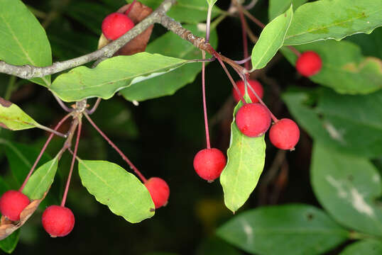 صورة Ilex mucronata (L.) M. Powell, V. Savolainen & S. Andrews