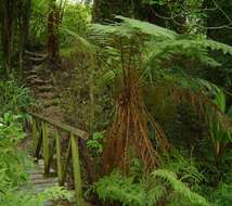 Image of Thomson's tree fern