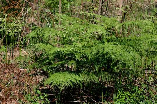 Слика од Pteridium capense (Thunb.) Krasser