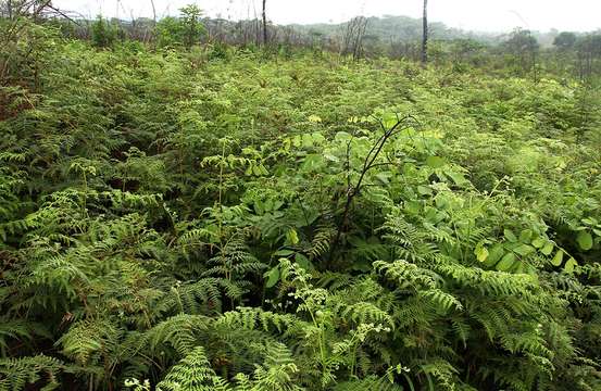 Слика од Pteridium capense (Thunb.) Krasser