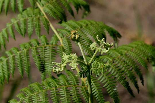 Image of Bracken