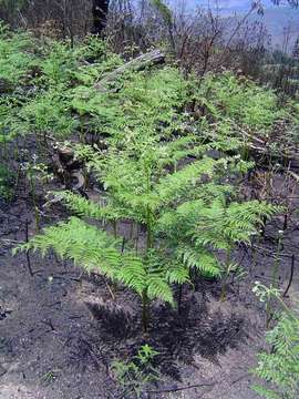 Image of Pteridium