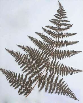 Image of Pteridium