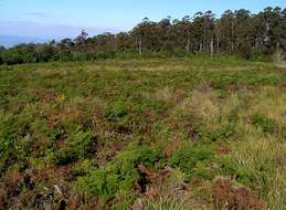 Image of Bracken