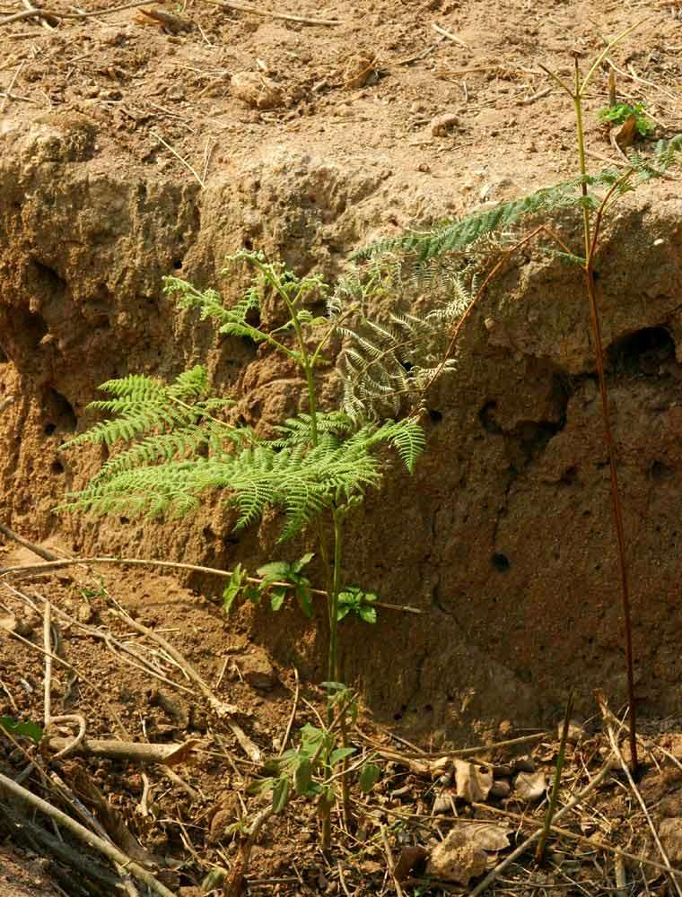 Слика од Pteridium capense (Thunb.) Krasser