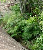 Image of Bracken