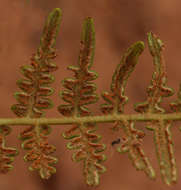 Слика од Pteridium capense (Thunb.) Krasser