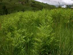 Слика од Pteridium centraliafricanum (Hieron. ex R. E. Fries) Alston