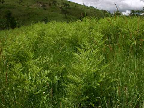 Image of Pteridium centraliafricanum (Hieron. ex R. E. Fries) Alston