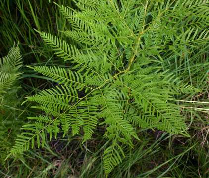 Image of Pteridium centraliafricanum (Hieron. ex R. E. Fries) Alston