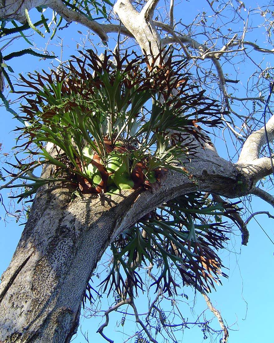 Image of staghorn