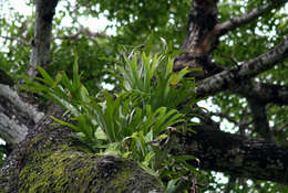 Image of staghorn