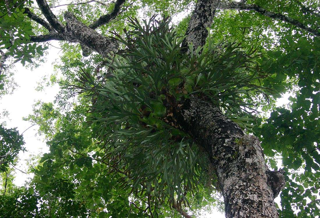 Image of staghorn