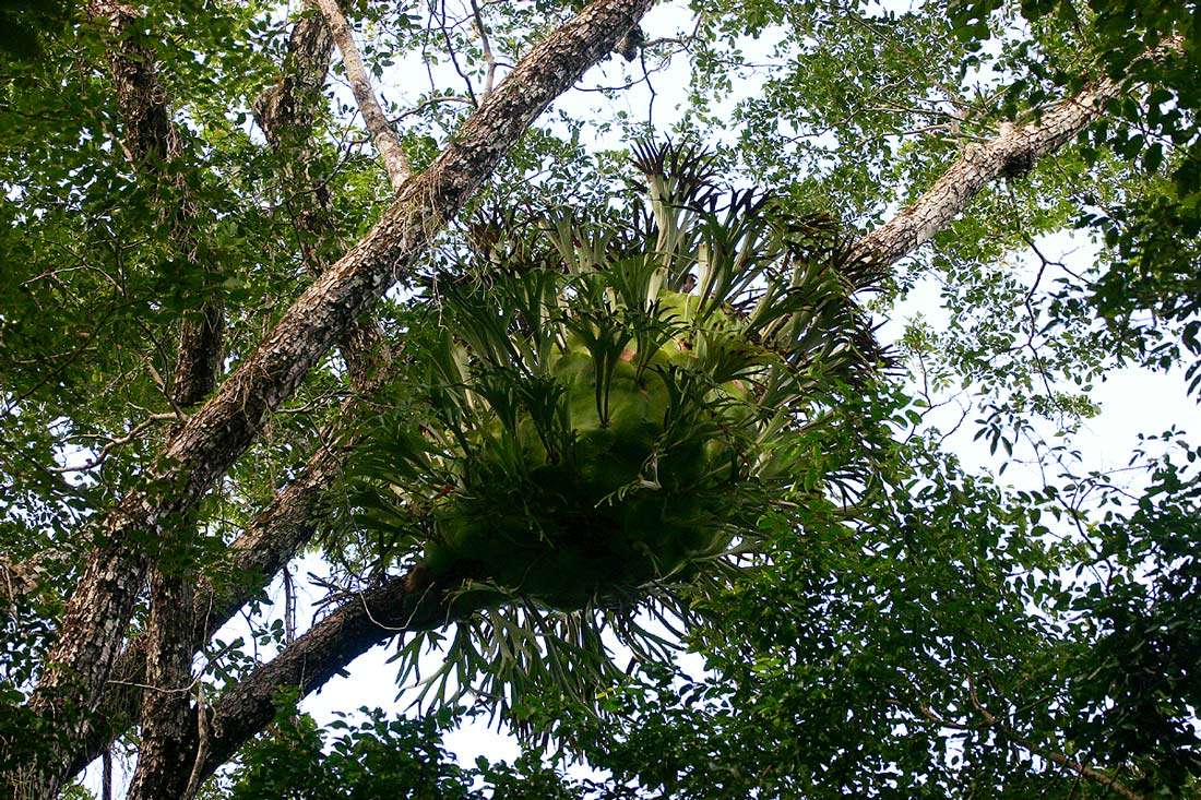 Image of staghorn