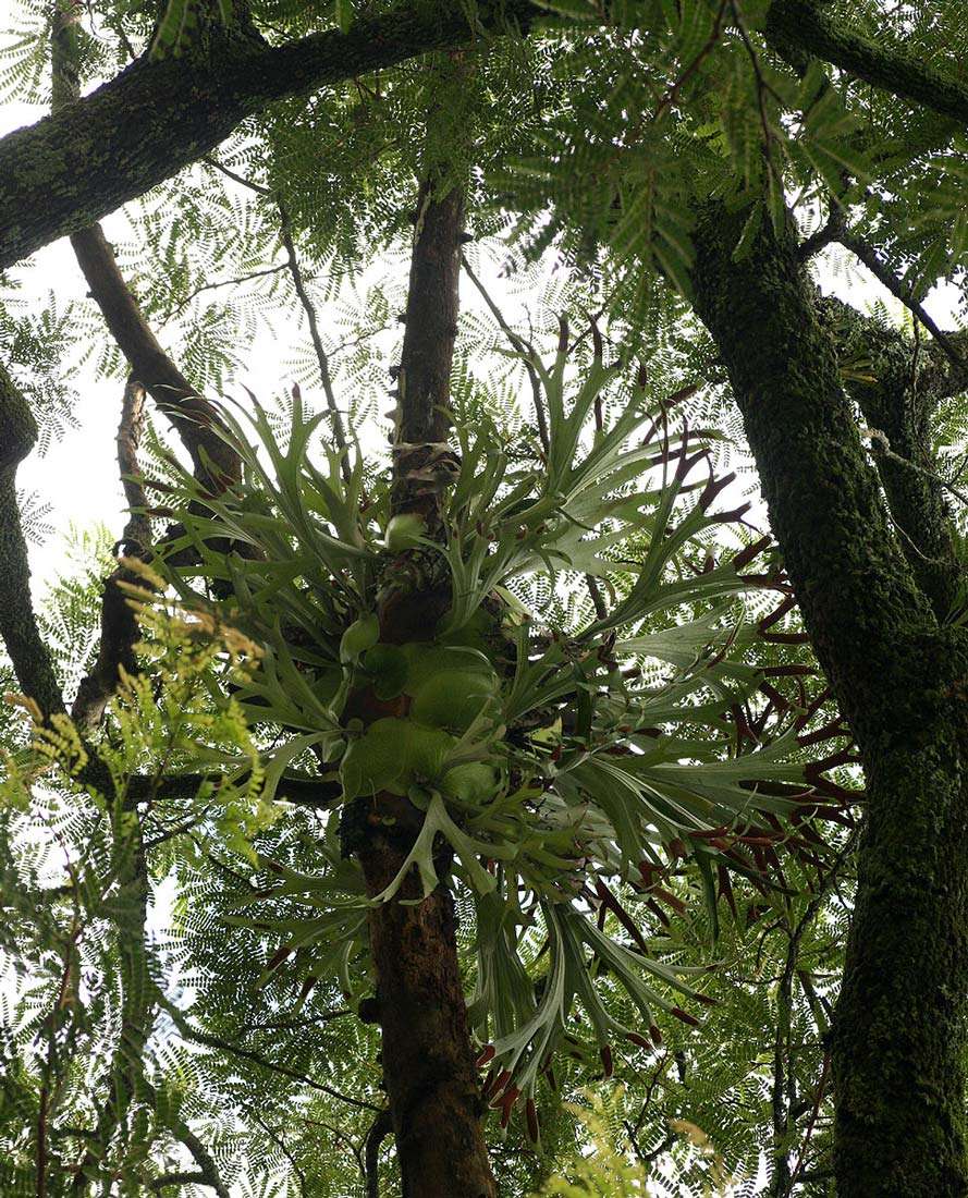 Image of staghorn