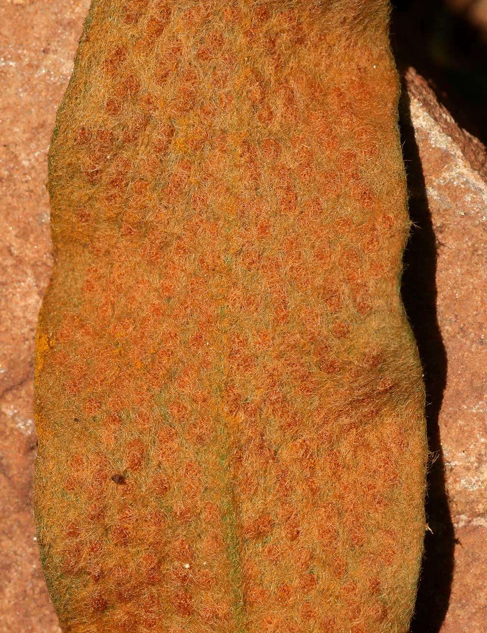 Image of tongue fern