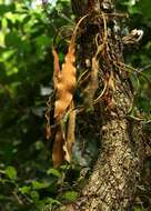 Image of tongue fern