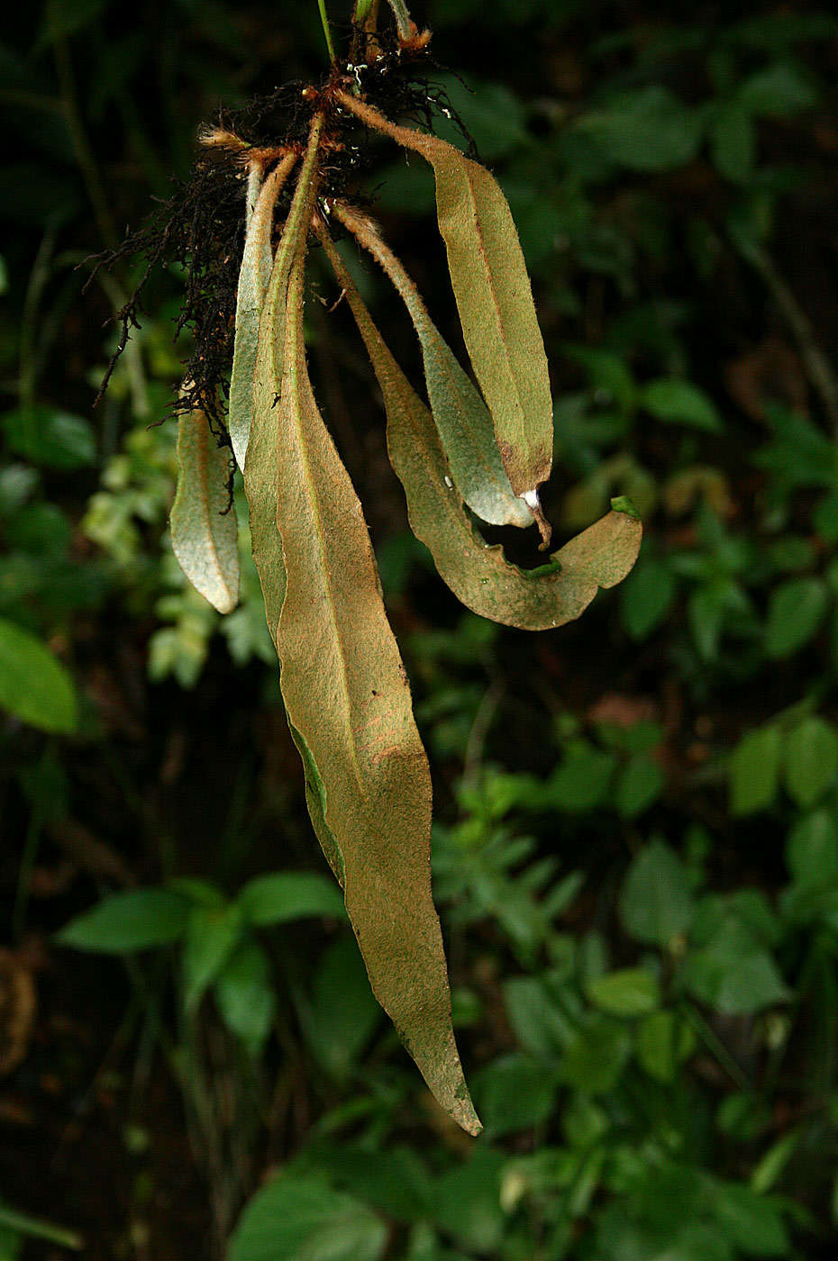 Image of tongue fern