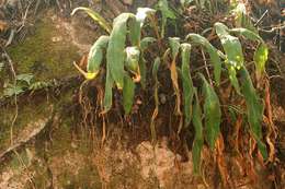 Image of tongue fern