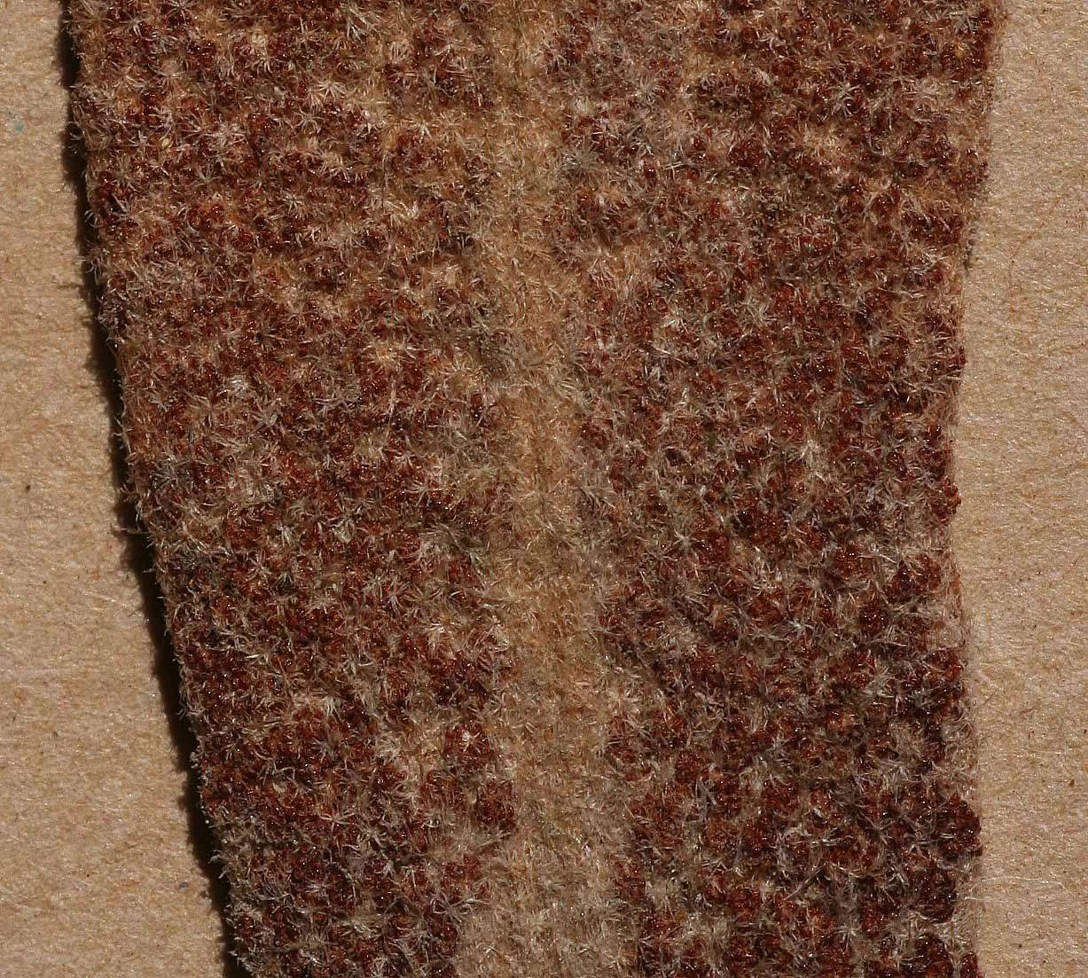 Image of <i>Pyrrosia <i>schimperiana</i></i> (Mett. ex Kuhn) Alston var. schimperiana