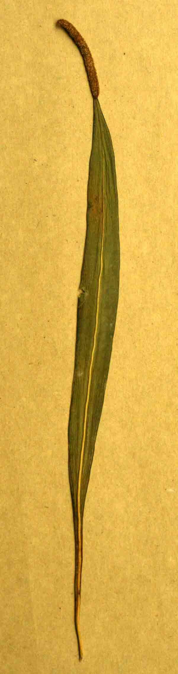Image of Lepisorus spicatus (L. fil.) Li Wang