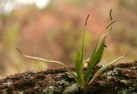 Image of Lepisorus spicatus (L. fil.) Li Wang