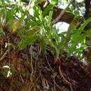 Слика од Lepisorus excavatus (Bory ex Willd.) Ching