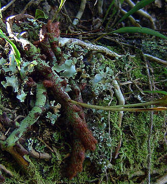 Image of Lepisorus excavatus (Bory ex Willd.) Ching