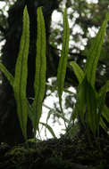 Image of Lepisorus excavatus (Bory ex Willd.) Ching