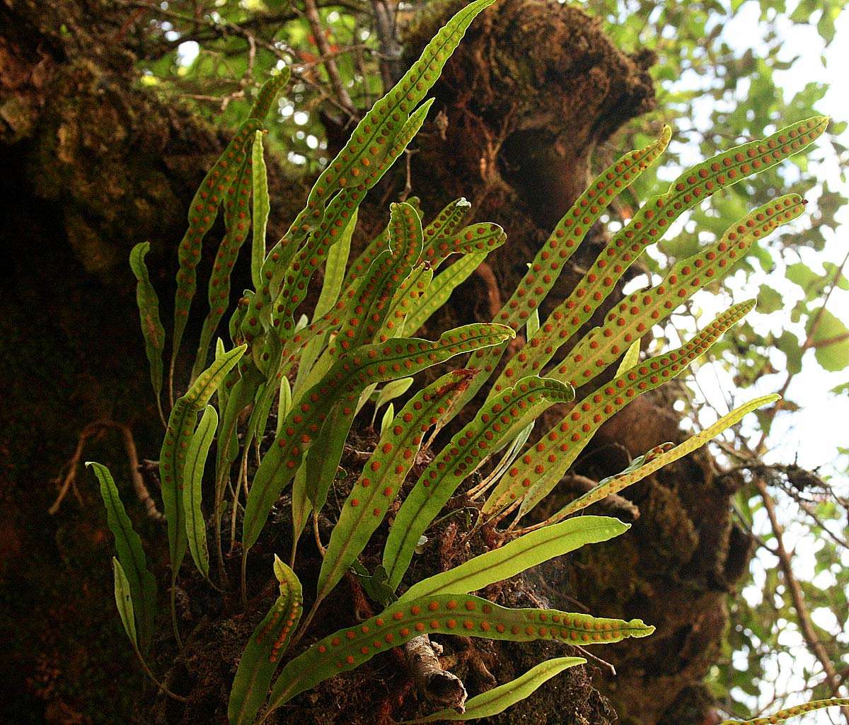 Image of Lepisorus schraderi (Mett.) Ching