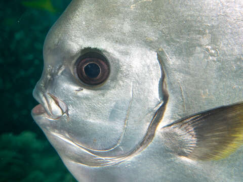 Image of Golden batfish