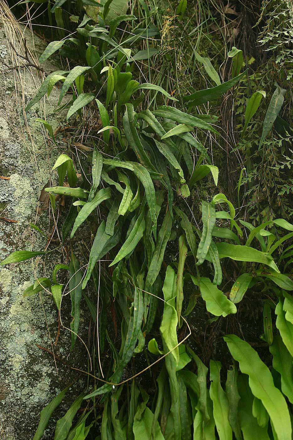 Image of Lepisorus schraderi (Mett.) Ching