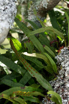 Image de Lepisorus schraderi (Mett.) Ching