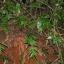 Image de Phymatosorus scolopendria (Burm. fil.) Pic. Serm.