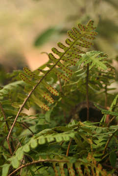 Image of Pleopeltis ecklonii (Kunze) A. R. Sm.