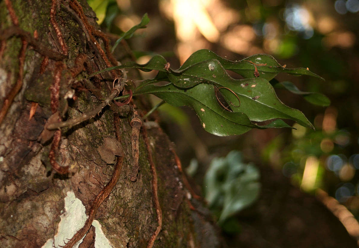 Image of snakefern