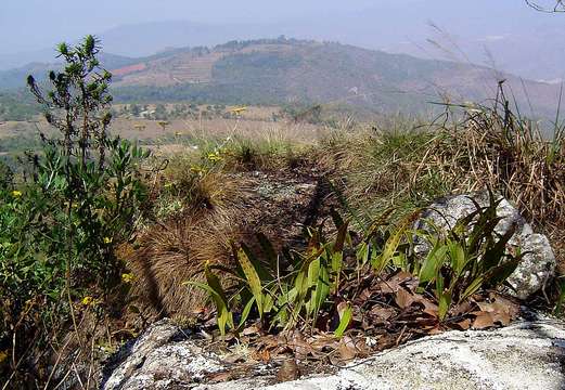 Image of lanceleaf polypody