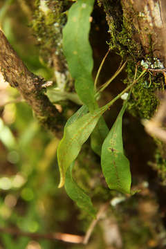 Image of lanceleaf polypody