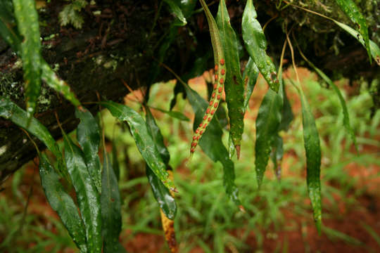 Image of lanceleaf polypody