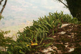 Image of lanceleaf polypody