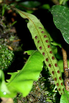 Image of lanceleaf polypody