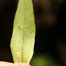 Слика од Pleopeltis macrocarpa (Bory ex Willd.) Kaulf.